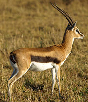 180px-thomsons-gazelle